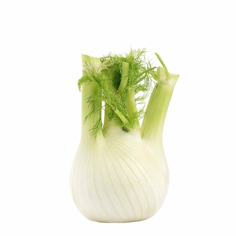Finocchi