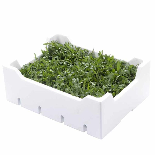Rucola Polistirolo Kg1