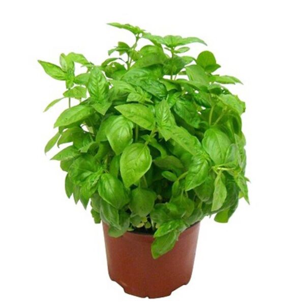 Basilico